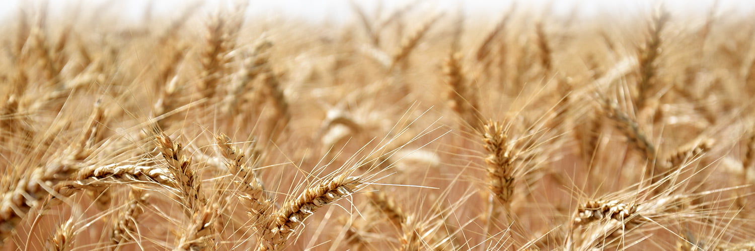 software para agro